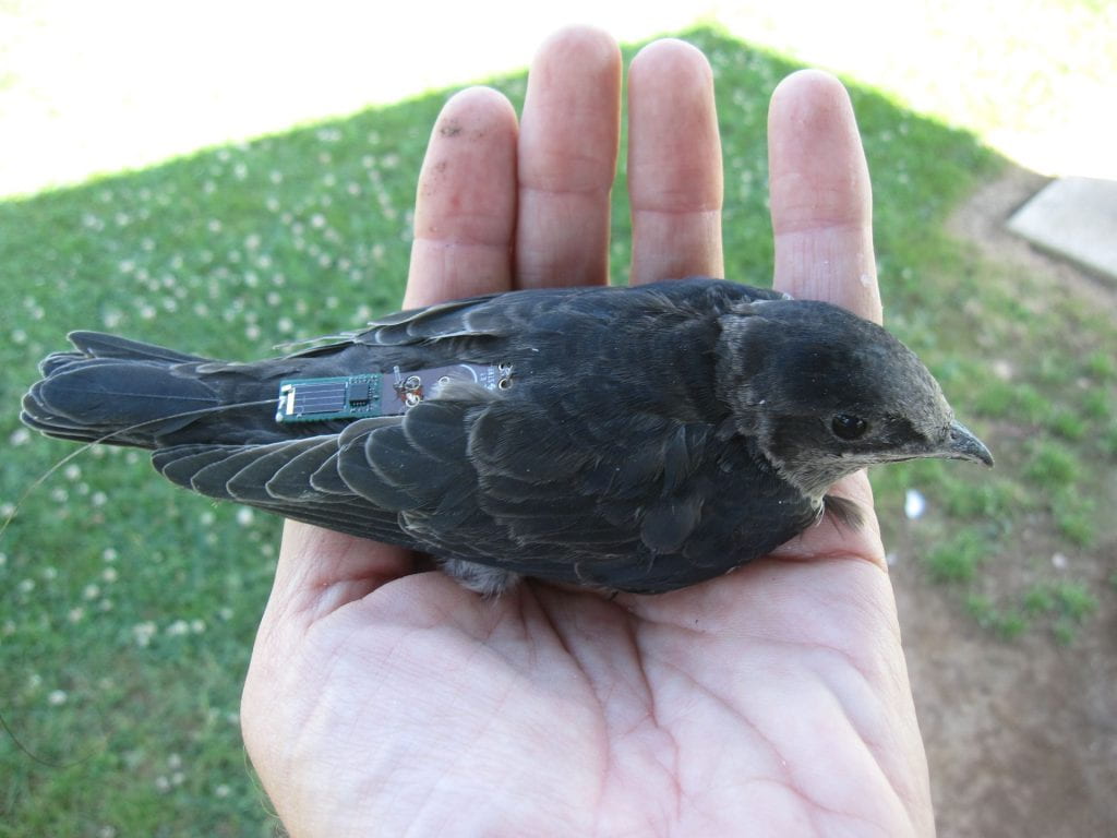 A human hand holding a radio tagged nestling purple martin. The background is green grass. 