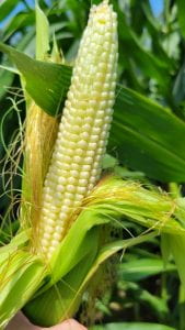 Corn silks have pollinated kernels as they move into the R2 stage