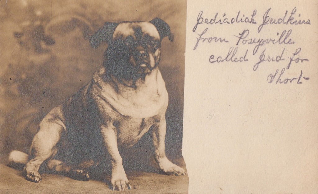 Postcard of Puf the Pug