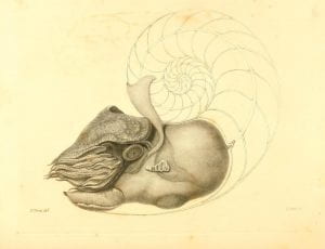 Drawing of nautilus pompilius with spiral shell cutaway to reveal body inside the shell