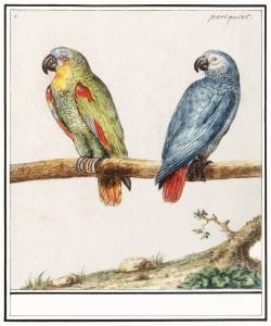 Watercolor of a green parakeet and blue parakeet sitting on a tree branch