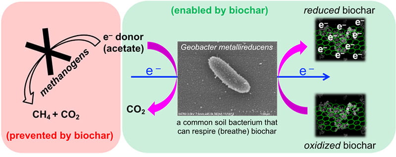 Biochar as an electron acceptor enables anaerobic bacteria to degrade acetate and other electron donors, outcompeting methanogens and thus preventing CH4 formation.