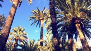 Palm trees in Granada Evelyn Lopez-Martinez 16S Granada, Spain sm