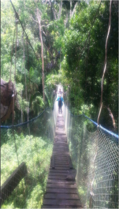 Me walking across a canopy bridge up in the trees of the Amazon