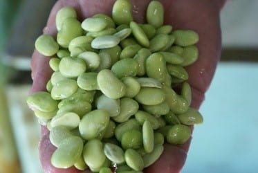 Lima Beans in a hand