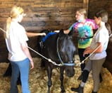 3 youth with a mini horse grooming it.