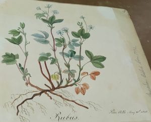 Green and brown painting of the botanical specimen rubus.