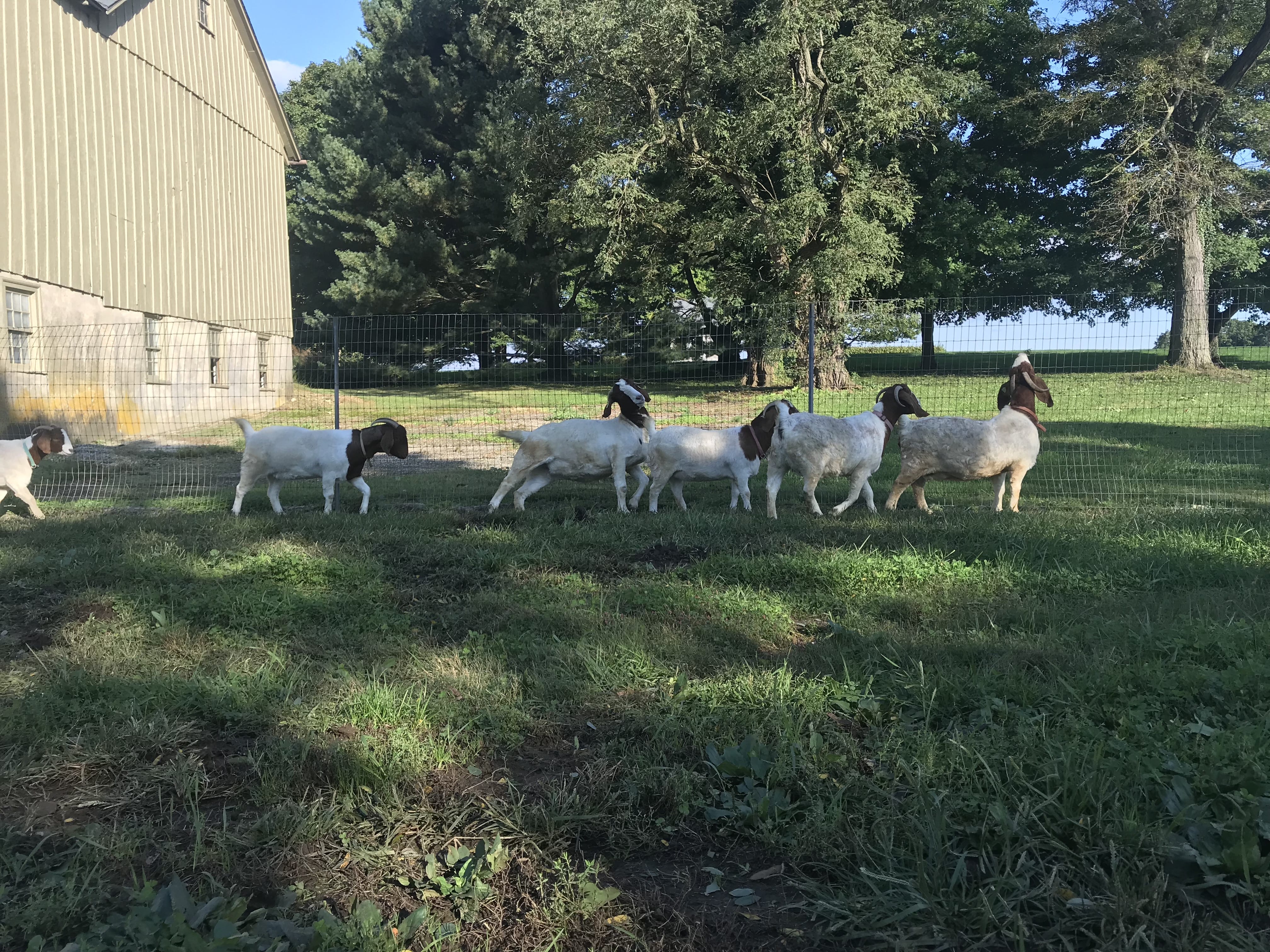 Six white and brown goats along a fence line, walking away from a beige barn.