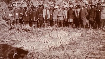 A black and white photograph of a large group of men wearing hunting gear posed behind the prostrate bodies of four tigers and a bear lying on a bed of plant debris.