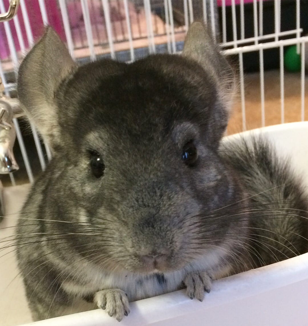Penelope, a standard grey chinchilla, looks into the camera just after a dust bath, showing off her newly clean fur.