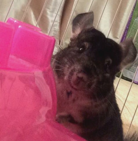 Although not chewing on the pink plastic igloo in this picture, Penelope the chinchilla poses next to her plastic igloo before it was replaced with a safer, wooden house to hide and sleep in.