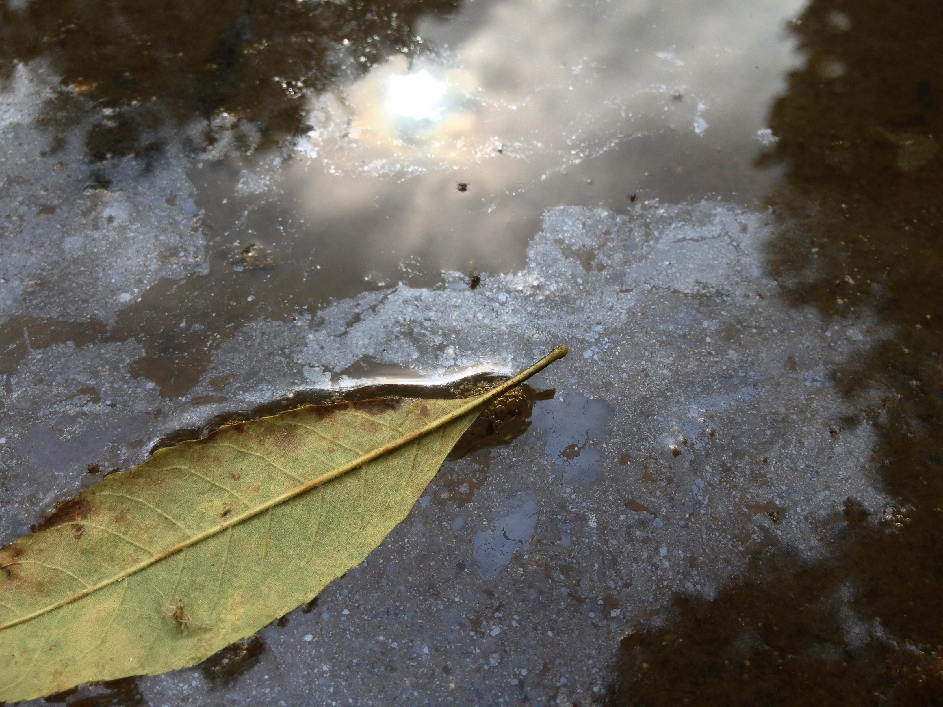 Leaf on the Water by Maddy Becker
