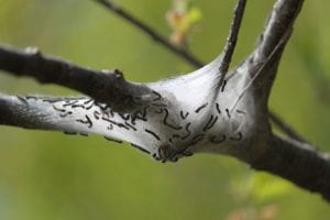 Eastern tent caterpillar tent in branch crotch.  Photo credit: Tracy Wootten