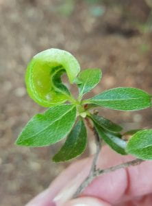 Azalea leaf gall. Photo credit: N. Gregory