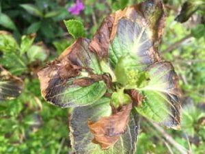 Hydrangea showing frost/freeze damage.  Photo credit: M. Walford