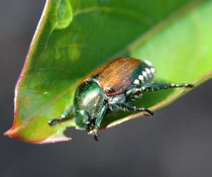 Japanese beetle adult. Photo credit: B. Kunkel