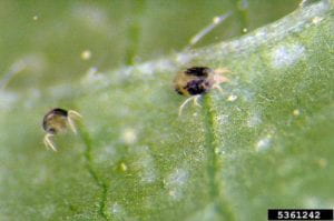 Two-spotted spider mite. Photo credit: Frank Peairs, Colorado State University, bugwood.org