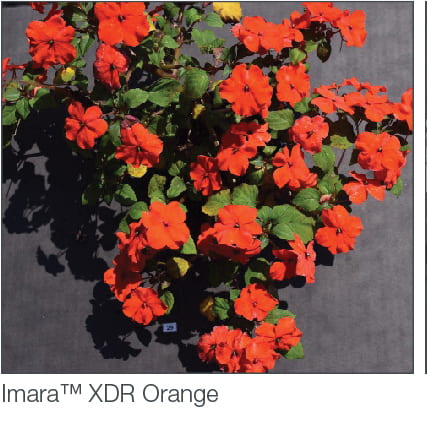 Impatiens Downy Mildew Resistance Available!