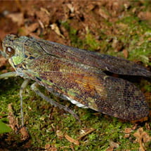 Calyptoproctus marmoratus (Fulgoridae)