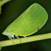 Acanaloniidae