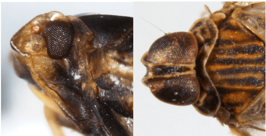 Lateral view of of head of Bothriocera cognita (left), and dorsal view of head of Oecleus borealis.