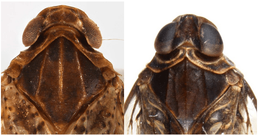 Head and thorax of Cixius pini (left) and Melanoliarus placitus (right)
