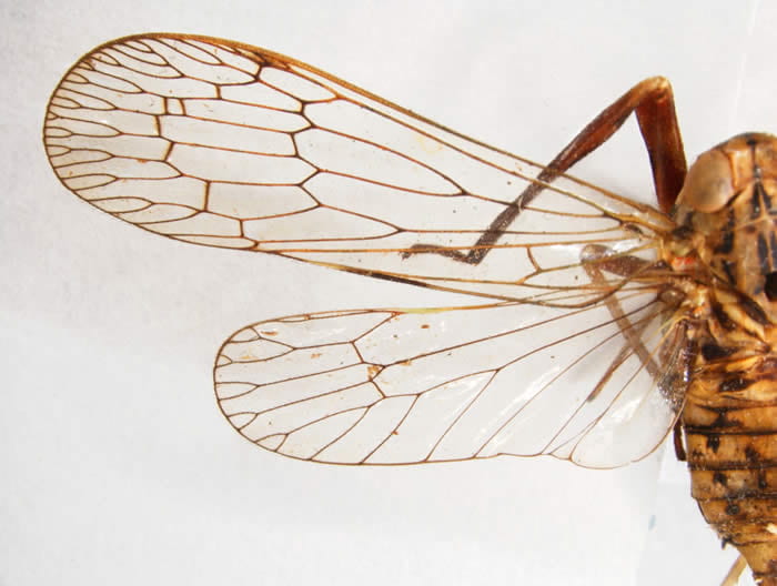 Wings of Diacira sp. (Cladodipterini, from Brazil)