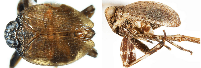 Phyllocelis rubra (left) and Phylloscelis pallescens (right); note expanded legs.
