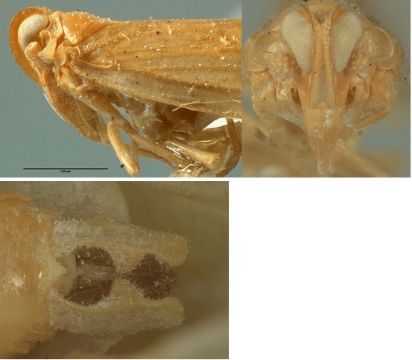Omolicna fulva (type specimen, photograph by Norm Penny, CASC)