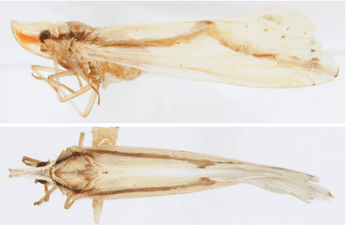 Otiocerus amyotti (photographs by Kimberley Shropshire, University of Delaware)