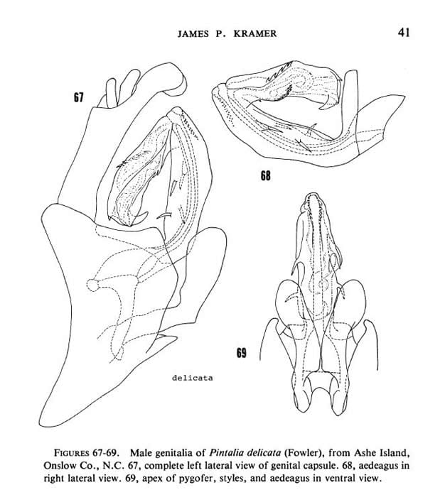 Pintalia delicata genitalia from Kramer 1983
