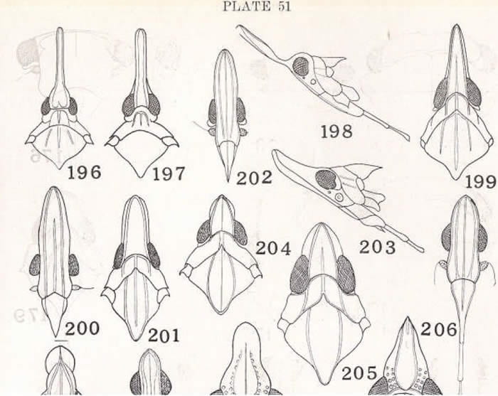 Metcalf 1923 figures 196-198 Scolops; 199-200 R. microrhina, 201-203 R. recurva, 204 N. florens, 205-206 R. ligula