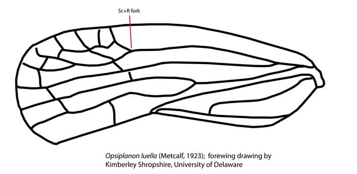 Wing of Opsiplanon 
