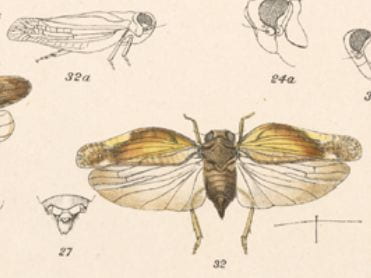 Colpoptera sinuata Fowler 1904 (fig. 32 from Fowler 1904)