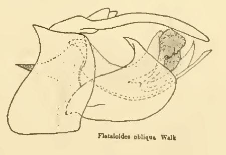 Male genitalia, lateral view, of Flataloides metobliqua (see O'Brien 1987) from Metcalf 1938