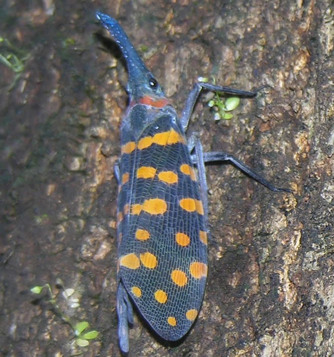 Pyrops sp. (Photo by Julie Urban, I think from Sarawak, Malaysia.)