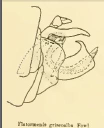 Flatormenis griseoalba from Metcalf 1938