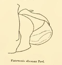 Flatormenis albescens from Metcalf 1938