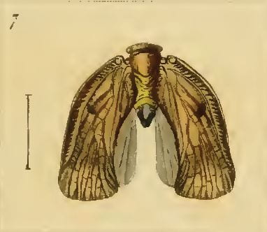 Hesperophantia ricanioides from Spinola 1839.