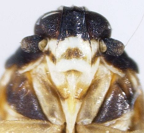 Undetermined Kinnaridae from Belize.