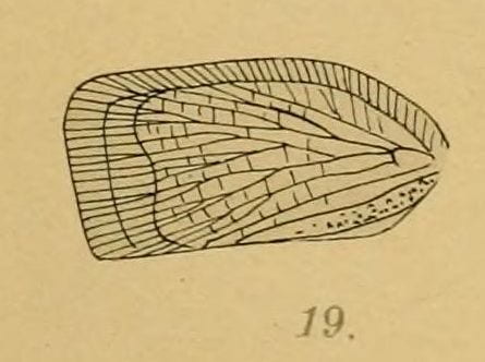 Forewing of 'Ormenis confusa' from Melichar 1902.