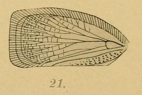 Forwing of 'Ormenis viridana Melichar 1902' from Melichar 1902.