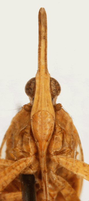 Scolops (Belonocharis) californicus (male)