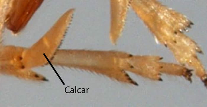 Syndelphax alexanderi calcar