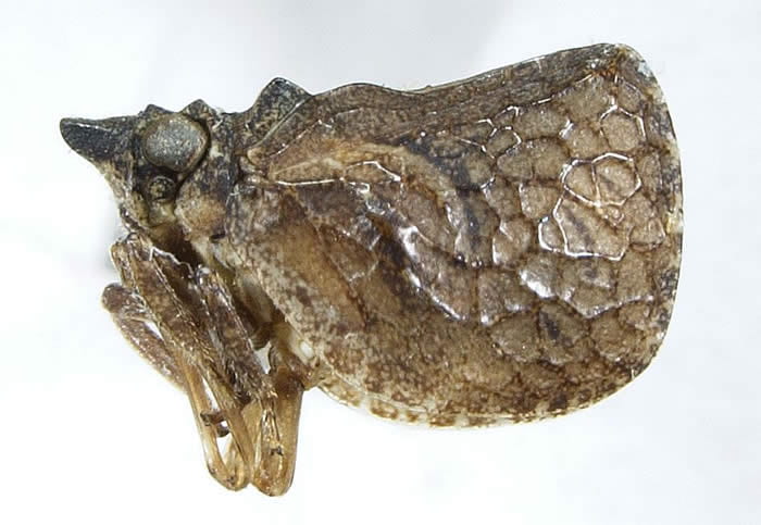Philatis tuberculata (=Euthiscia)