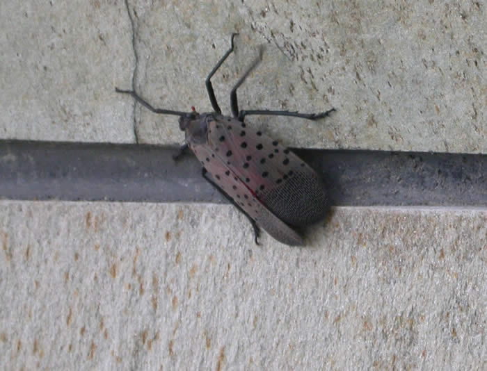 Lycorma delicatula (Beijing, 2007; photograph by Judy Hough-Goldstein, University of Delaware)