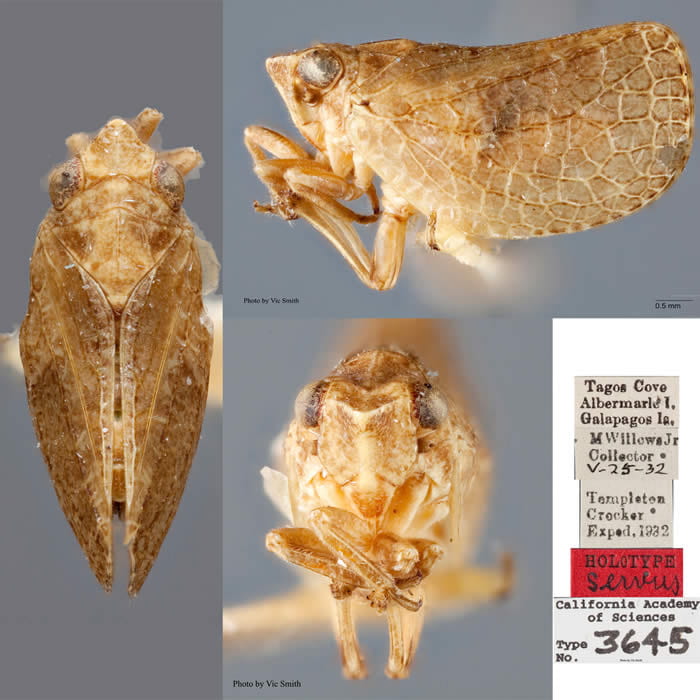 Philatis servus Van Duzee Holotype