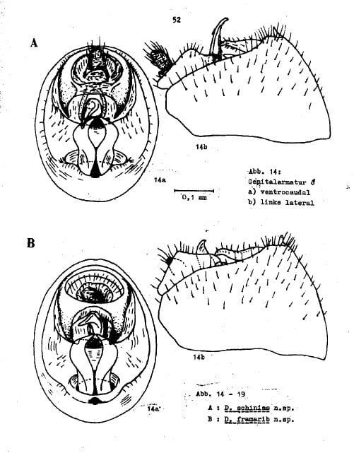 Delphacodes schiniae and D. framarib (from Asche and Remane 1983)