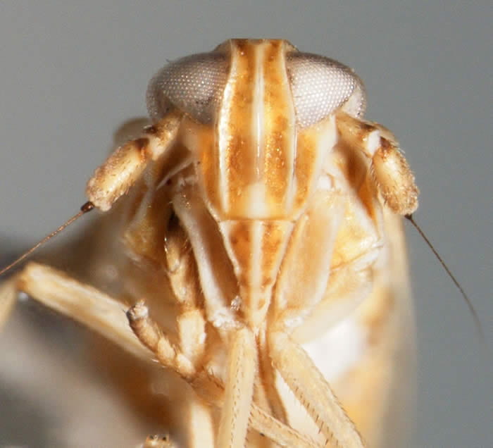 Anchidelphax havanensis