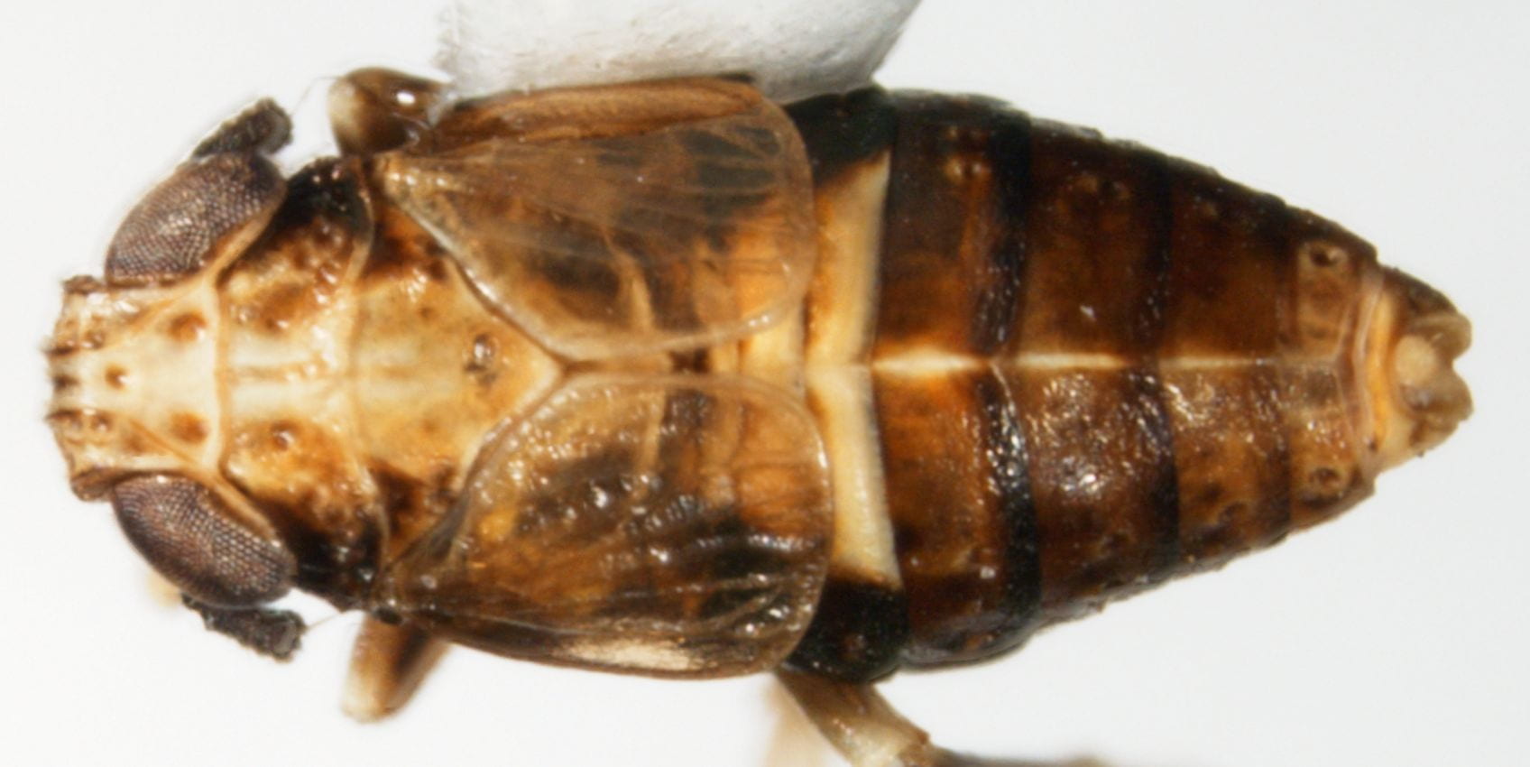 Achorotile distincta (female)